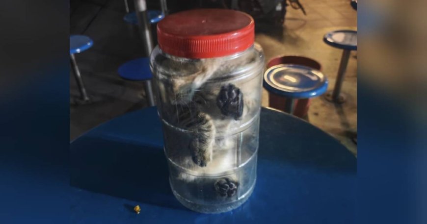 Worker accused of stuffing kitten in container at Tuas canteen; AVS notified
