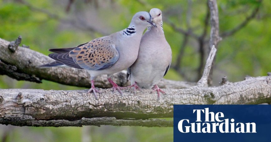 Report Warns 500 Bird Species Could Disappear Within a Century Due to Extinction Crisis