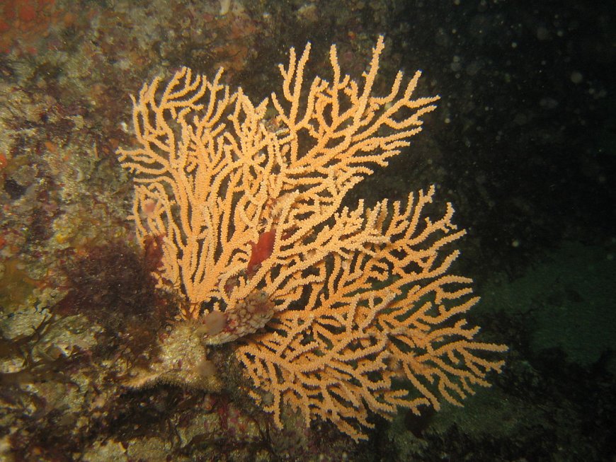 Rare Pink Sea Fan Reef Uncovered During UK Attenborough Ocean Shoot