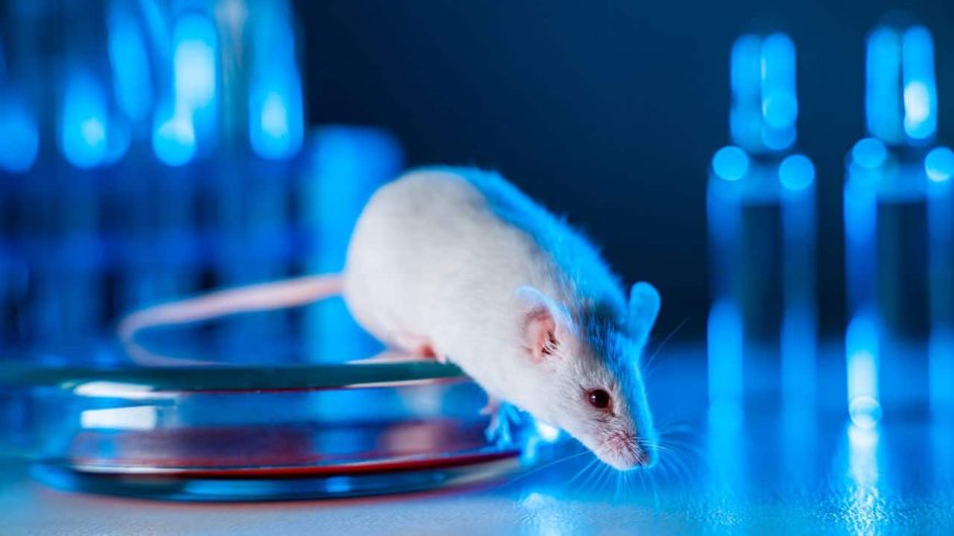 Chinese Scientists Create Healthy Mice from Two Male Parents
