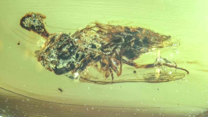 Ancient amber fossil shows fungus like in 'The Last of Us' alongside dinosaurs