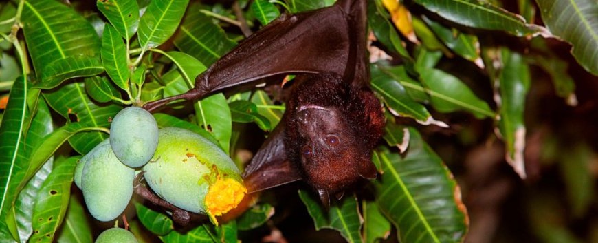 Concerns Raised by Discovery of Unknown Viruses in Bats Among China's Fruit Orchards