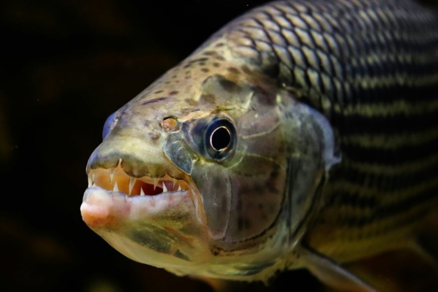 How Fish Evolution Is Limited by a Trade-Off Between Tooth Size and Jaw Mobility