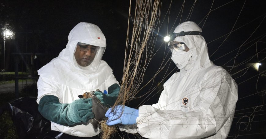 New Bat Viruses Found in China Raise Concerns for Potential Pandemic