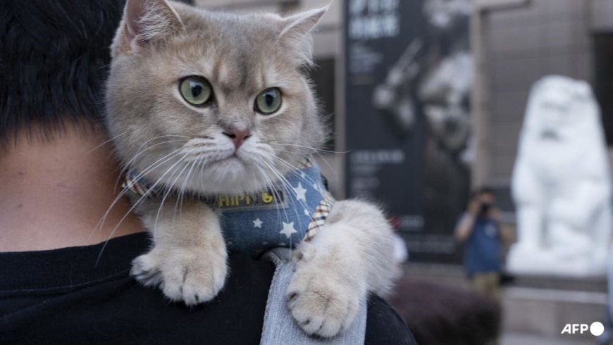 China Launches First Pet Degree Amid Growing Industry Demand