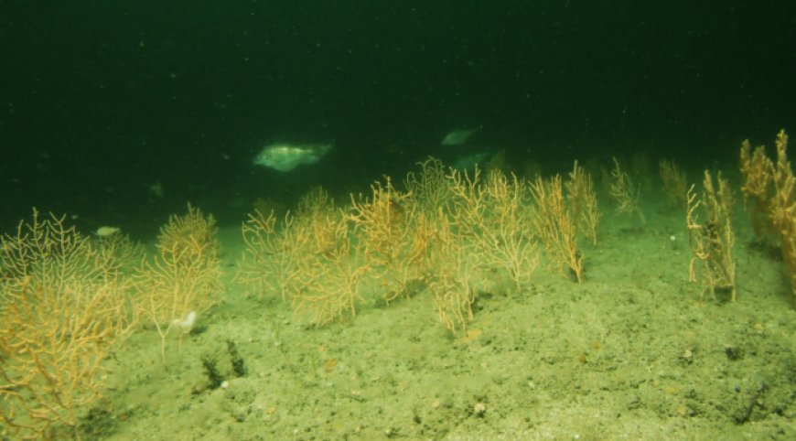 Rare Pink Sea Fan Reef Found off England's Southwest Coast During Ocean Filming