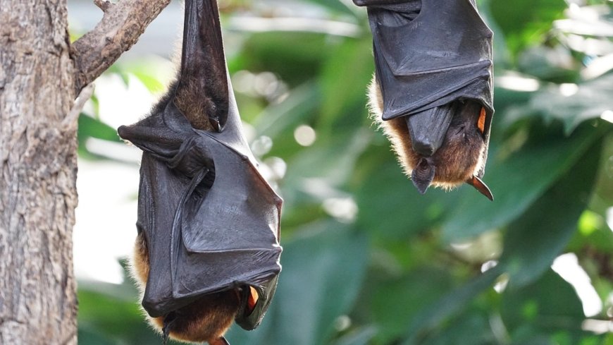 Scientists Identify 20 New Viruses Linked to Deadly Diseases in Chinese Bats