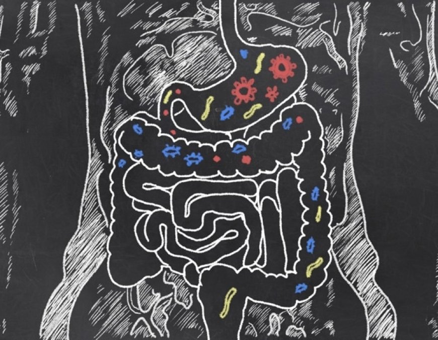 Understanding the Link Between Diet, Microbiome, and Gastric Cancer Risk