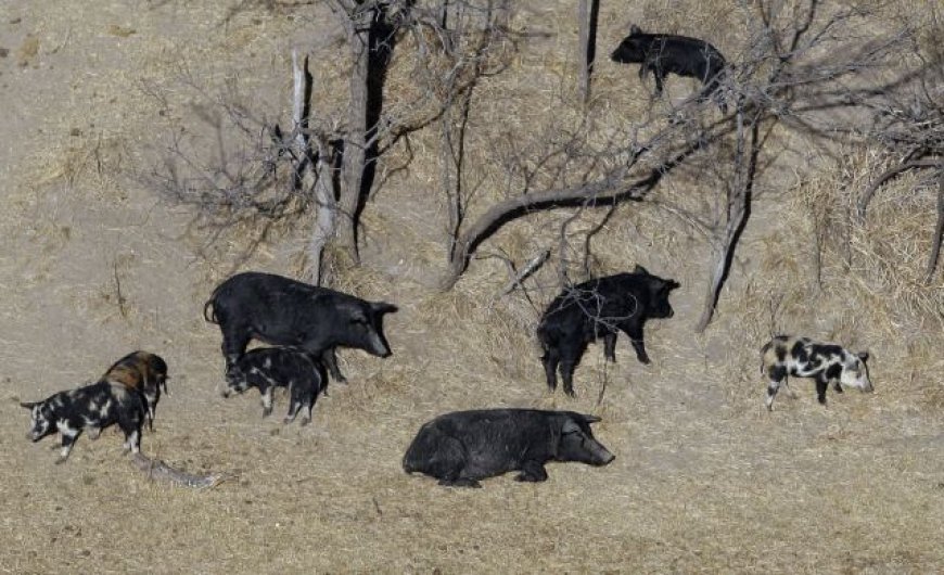 New campaign urges British Columbians to report invasive pigs