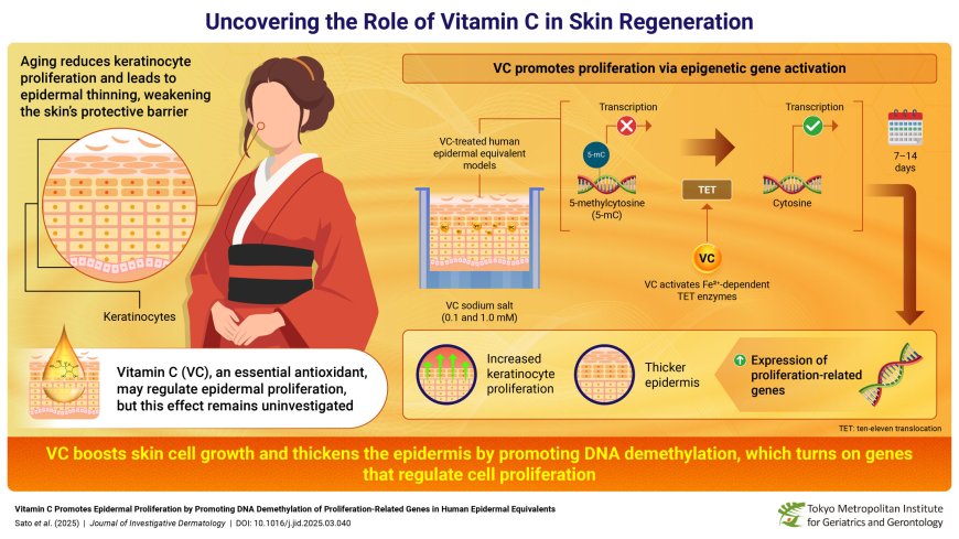 Study: Vitamin C boosts skin thickness by activating growth genes
