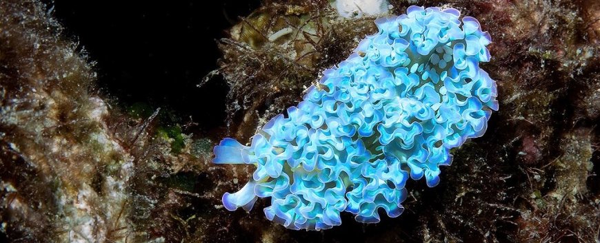 Sea Slugs: The Alien-like Creatures That Steal Powers from Their Prey