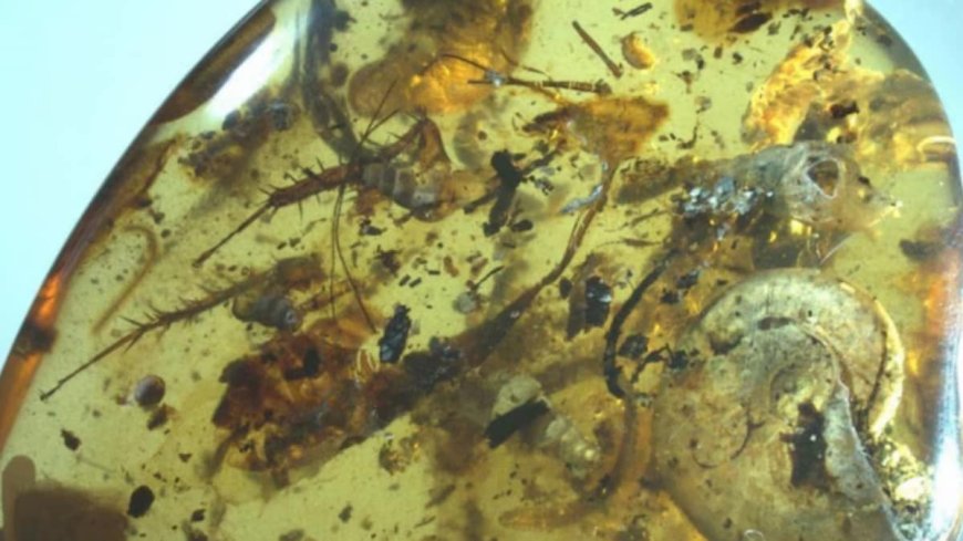 Ancient Zombie Fungus Infects Insects Trapped in 99-Million-Year-Old Amber
