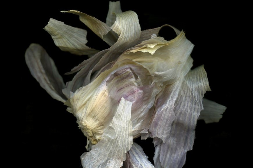 Discover the Beauty of Kitchen Scraps in Art Exhibition