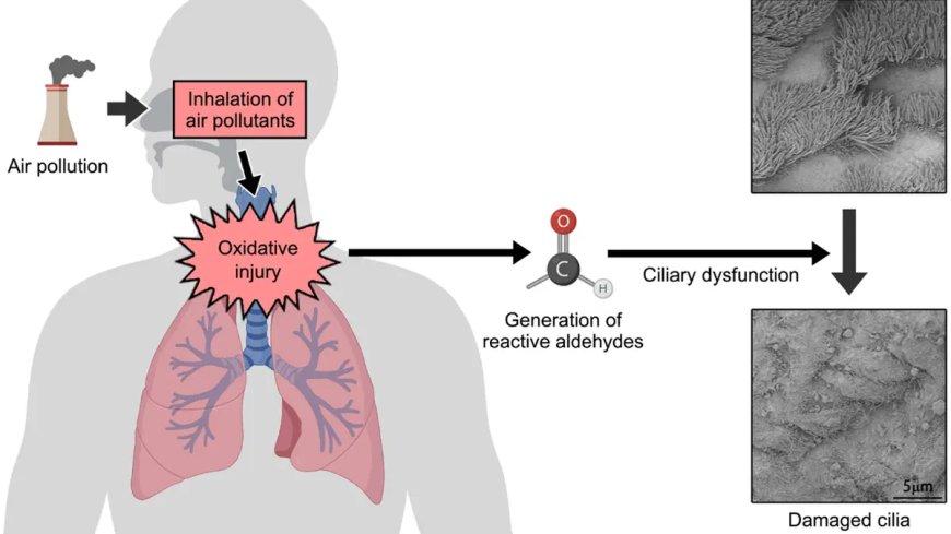 Understanding Air Pollution's Impact on Respiratory Health and Unveiling the Vera C. Rubin Observatory