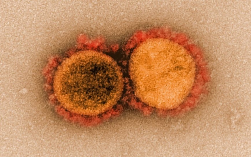 New bat viruses discovered in China raise health worries
