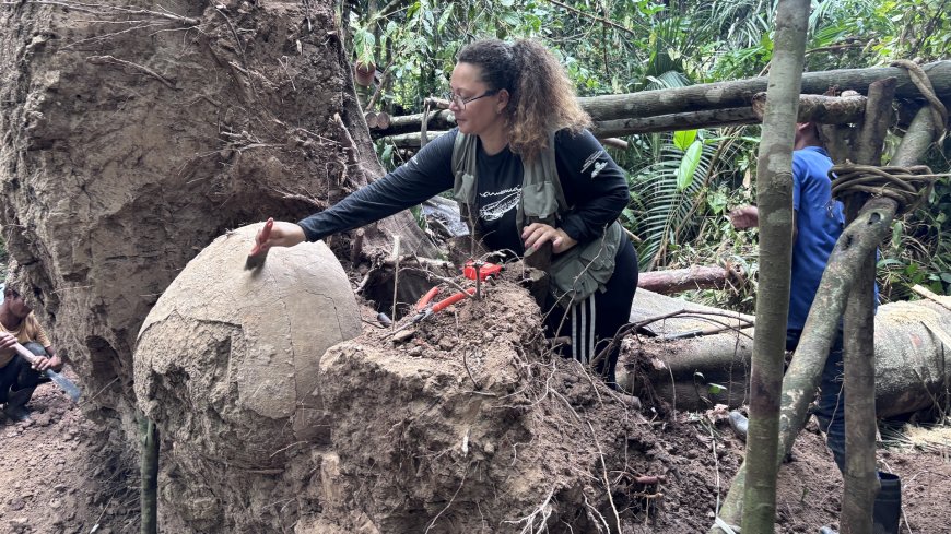 Ancient Funeral Urns Discovered in Amazon Rainforest