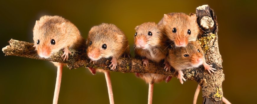 Breakthrough: Mice With Two Dads Successfully Have Babies