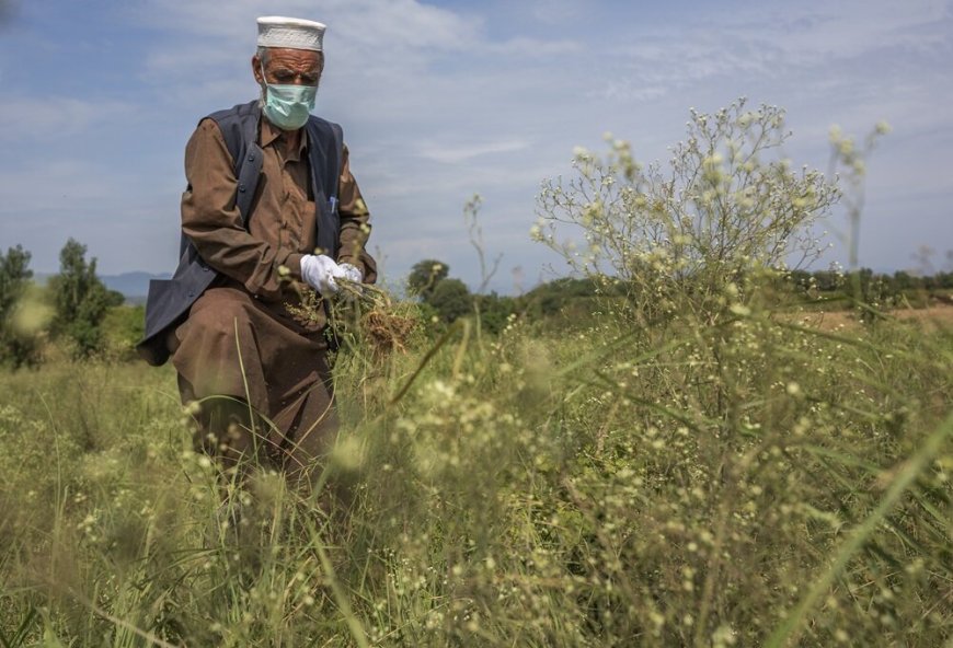 Study Shows Women in Pakistan Need More Information on Parthenium Weed