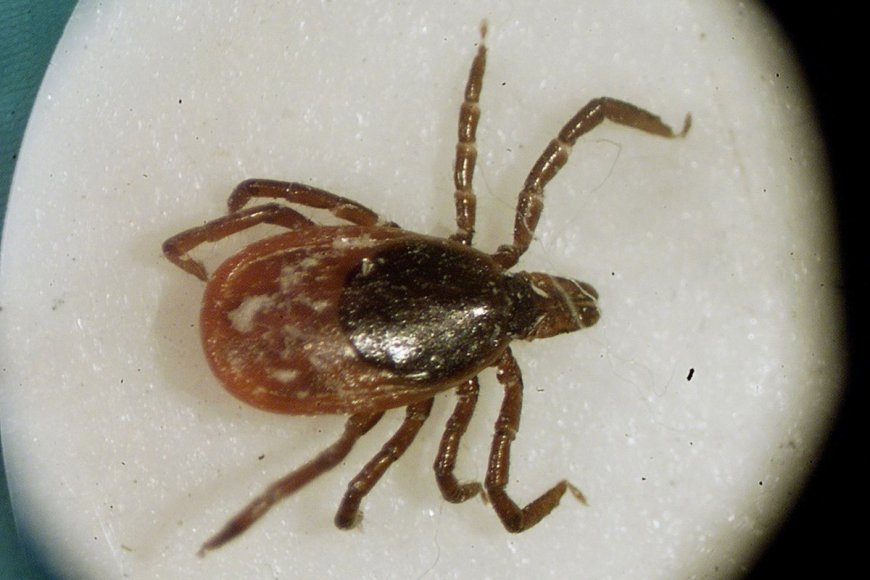 Rising Tick-Borne Diseases Due to Climate Change: What You Need to Know