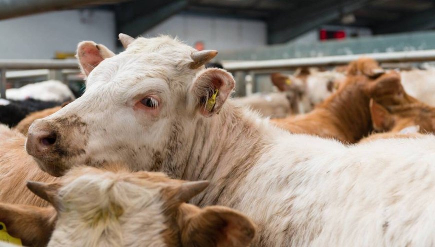 Latest Sales Results and High Demand for Cows, Bullocks, and Heifers at Dungarvan Mart