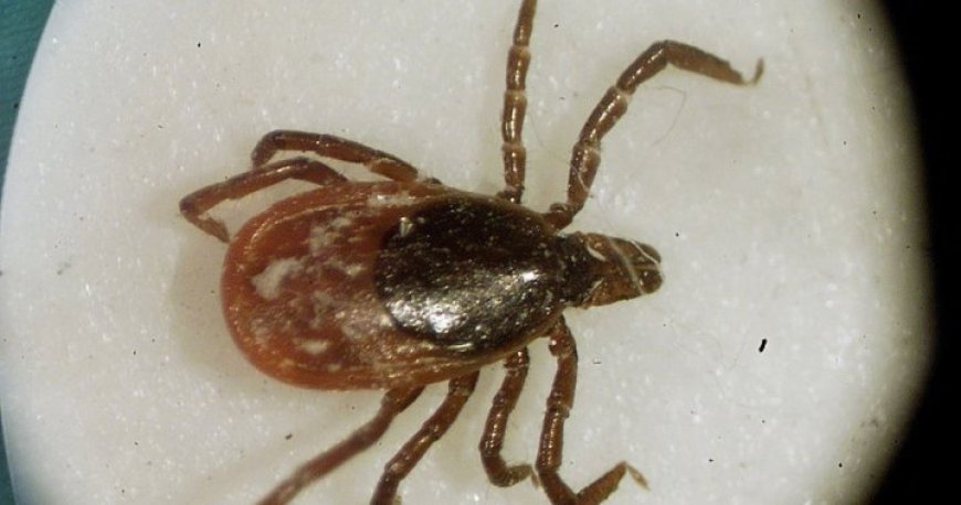 Climate Change Driving Increase in Tick-Borne Diseases like Lyme Disease