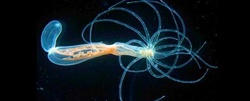 Ancient Body 'Blueprint' Found in Sea Anemones Reveals Evolutionary Surprise