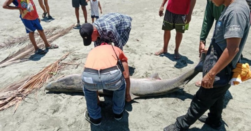 Dead Blue Shark Discovered on Aurora Shoreline