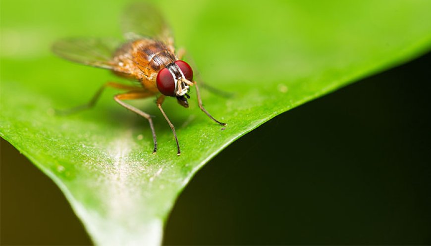 Study Shows Common Farm Chemical Harms Insect Survival