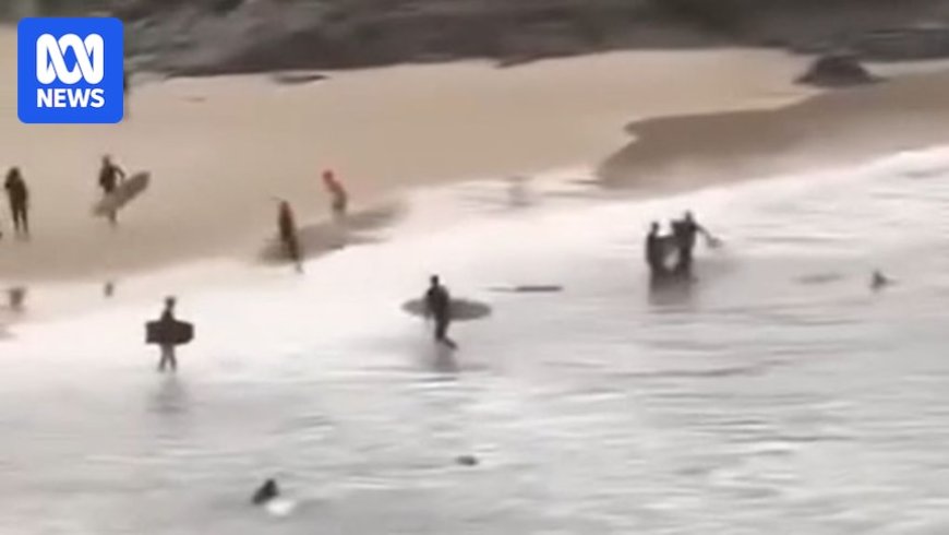 Teenager Fights Off Shark During Attack at Cabarita Beach