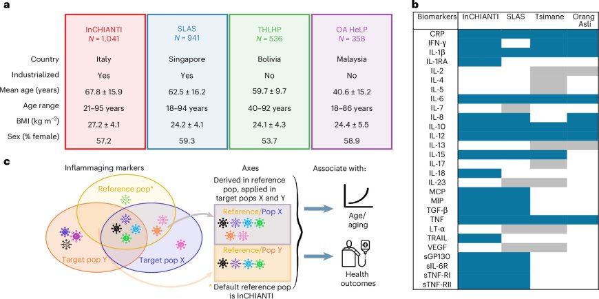 Study Shows Inflammation with Aging Varies Among Human Populations