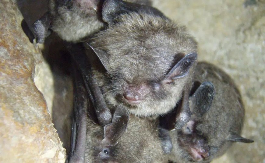Bat Tests Positive for Rabies in Brantford-Brant Area, Confirms Grand Erie Public Health
