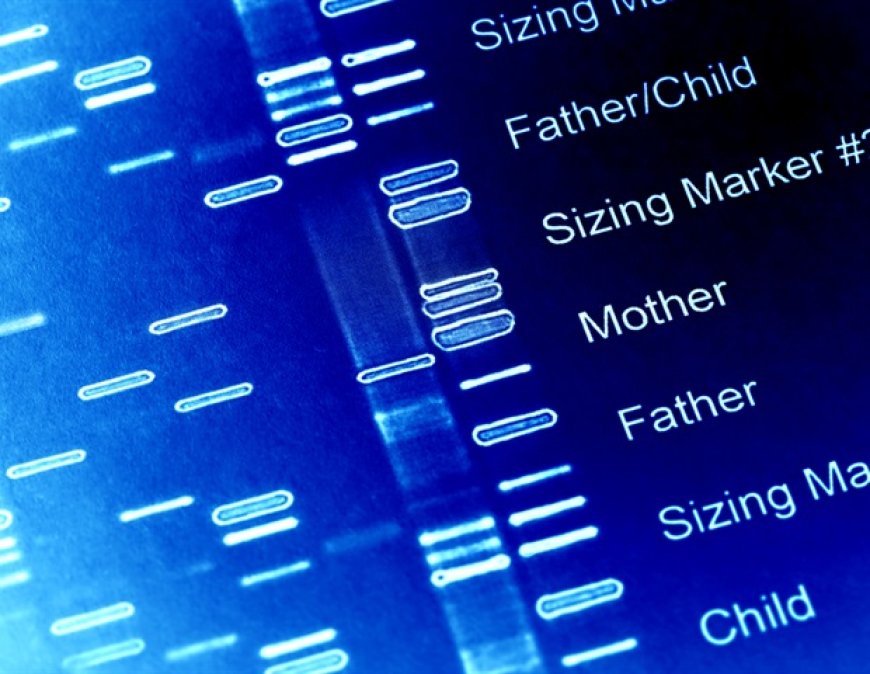 How Genetic Bottlenecks Limit the Spread of Cholera Outbreaks
