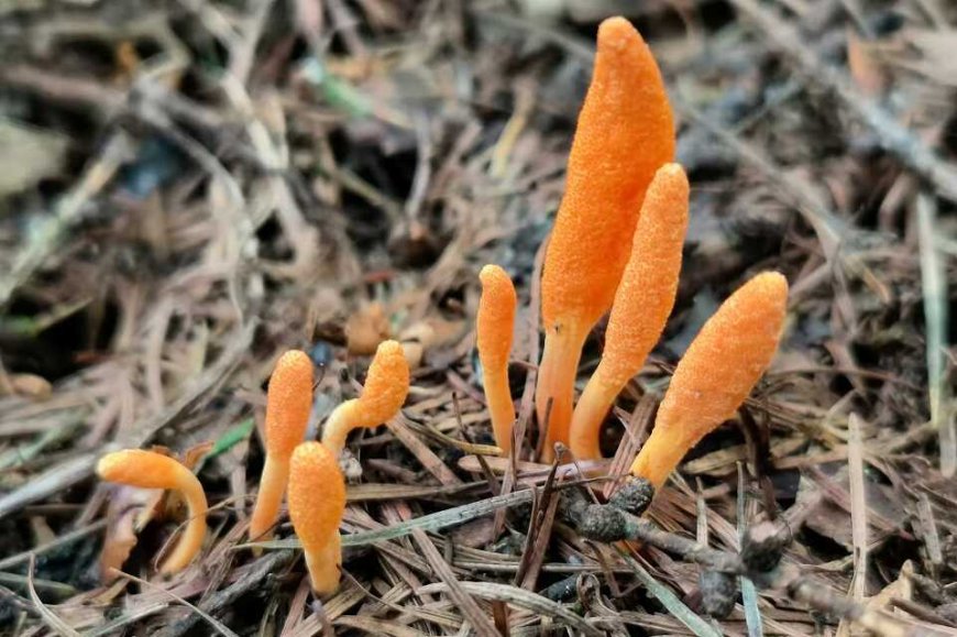 Fungus Boosts Caterpillars' Eating Habits to Help with Fruiting