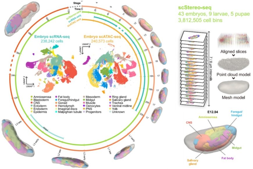 Scientists reveal secrets of fruit flies' life cycle, impacting human health