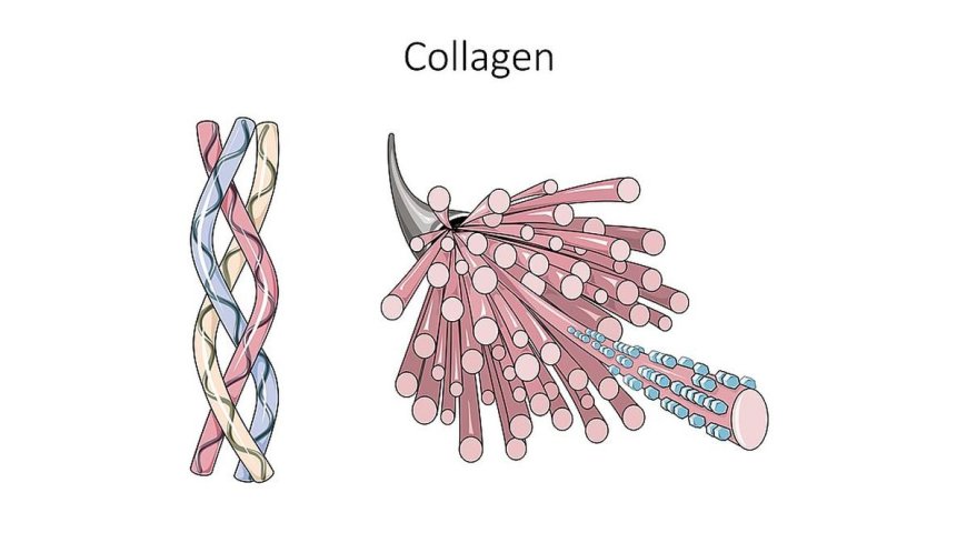 Study finds collagen may worsen Type 2 diabetes, according to IIT Bombay researchers