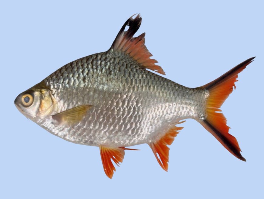 Scientists at Ateneo University Raise Alarm Over Alien Fish in Laguna de Bay