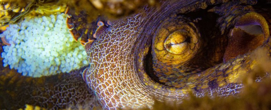 Octopuses Use Microbe 'Flavors' to Make Care Decisions