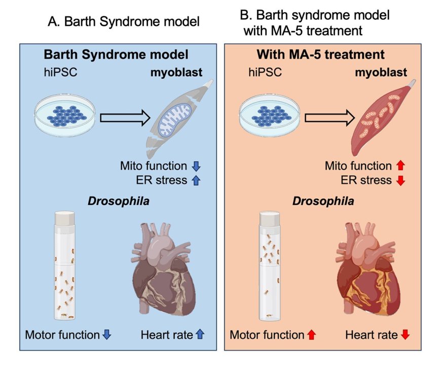 Promising Oral Drug MA-5 Improves Heart and Muscle Symptoms in Barth Syndrome