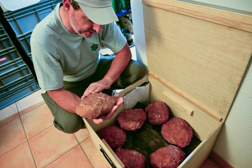 Discover France's Unique Dinosaur Egg Trove in Provence