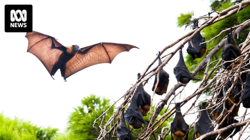 NSW Man Hospitalized with First Case of Australian Bat Lyssavirus in State
