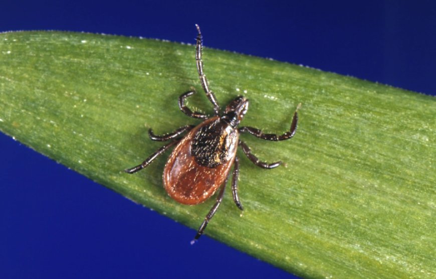 Tips to Stay Safe from Ticks Year-Round