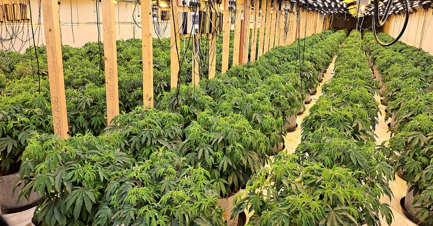 Police Dismantle Suspected Cannabis Operation Linked to INLA in Strabane Area