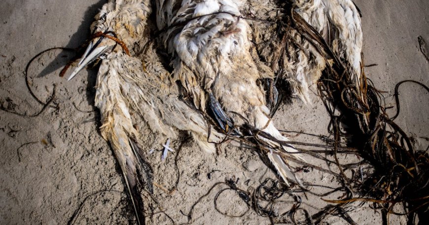 Avian flu found in sea birds washing up on west coast of Ireland