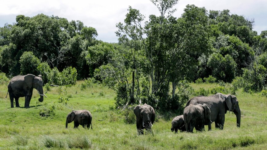Elephant attack kills 2 elderly female tourists in Zambian national park