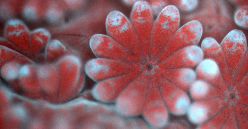 Groundbreaking Microscope Reveals Secrets of Coral Biology