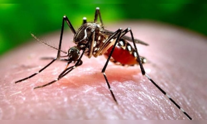 India's First Dengue Vaccine Nearing Completion of Phase 3 Trial Enrollment