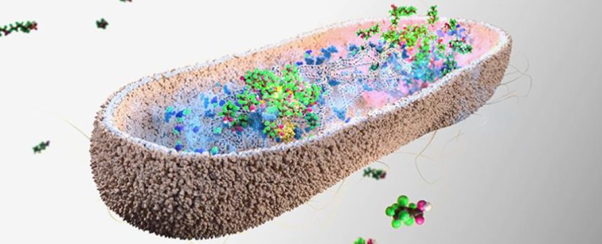 Study Shows Human Gut Bacteria Can Absorb Toxic 'Forever Chemicals'