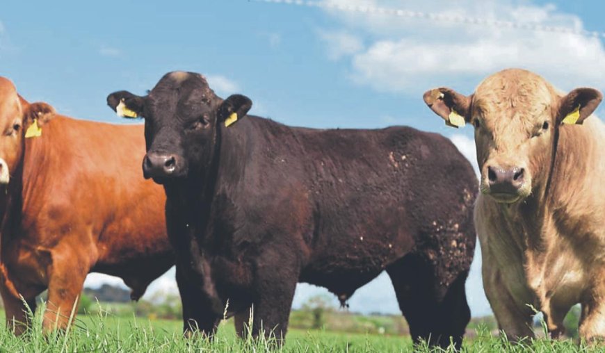 How Longford Farmers Can Protect Cattle from Red Water Disease in Warmer Months