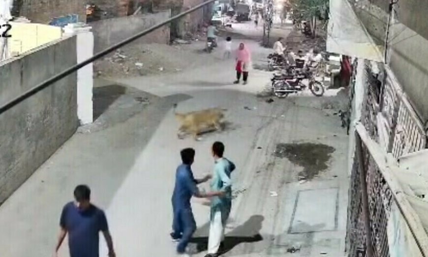 Lion Escapes and Attacks Woman and Children in Lahore