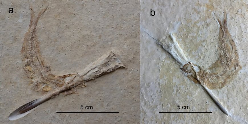 Jurassic Fish Choked on Squid-Like Belemnites, Study Finds